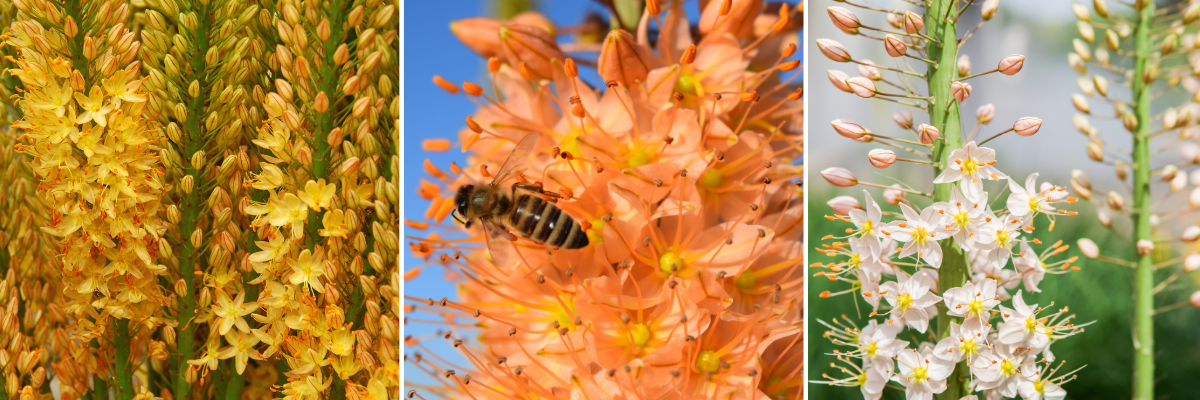 koláž lilichvostec